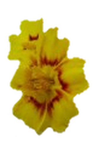 Fiore giallo tagete commestibile