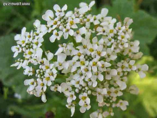 Flor comestible Estrella blanca