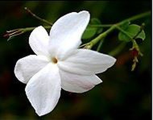 Fiore di gelsomino commestibile