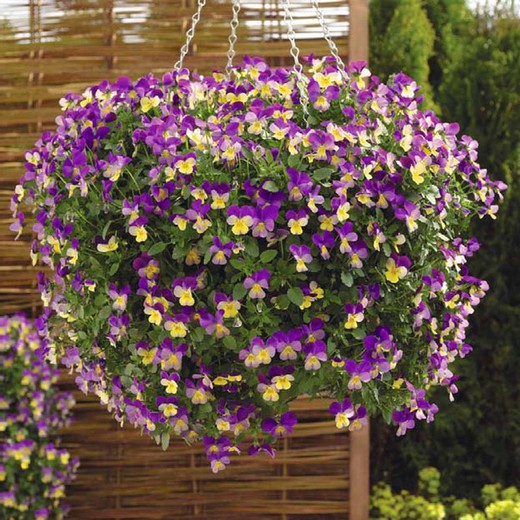 Edible flower mini pansies