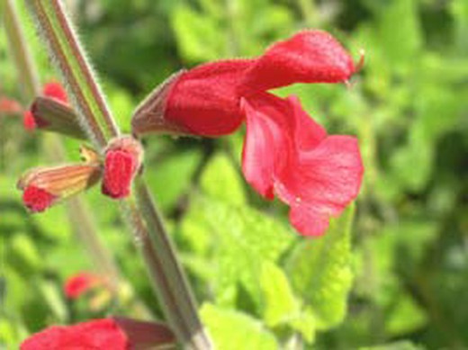 Essbare Blume Salbei Cassis