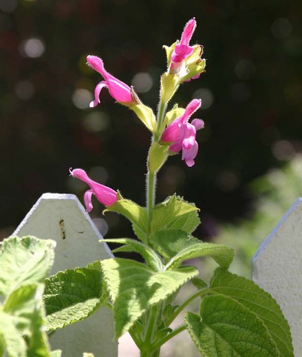 Edible flower sage fruit