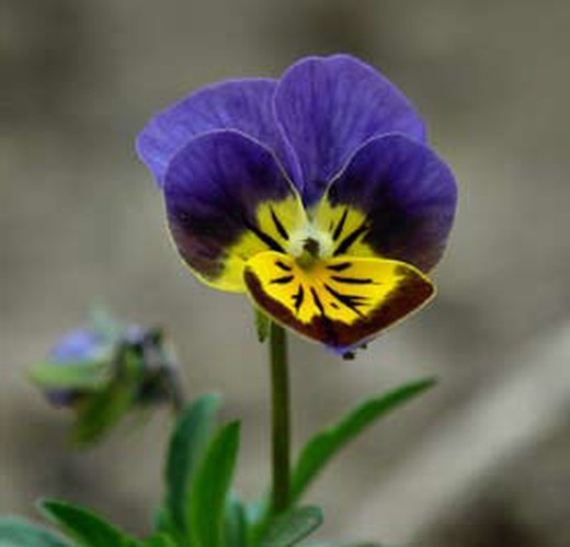 Dreifarbige violette essbare Blume