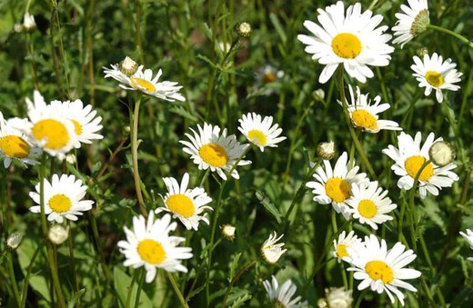 Edible daisy flower