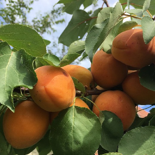 Bulida-Topf mit Aprikosenfrüchten 25