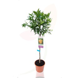 Albero da frutto arancione - Citrus sinensis