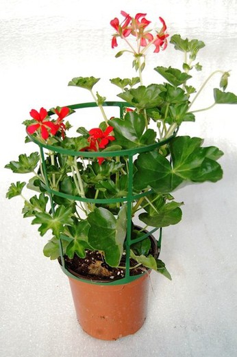 Geranium king of the balcony