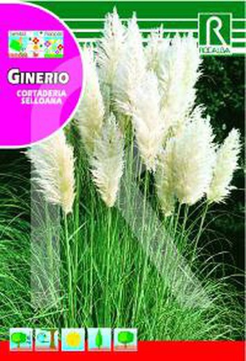 Ginerio (Cortaderia selloana)