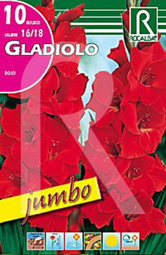 Gladiolo jumbo rojo