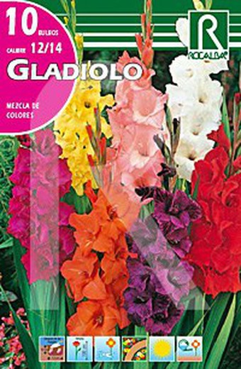 Gladiolo mezcla de colores