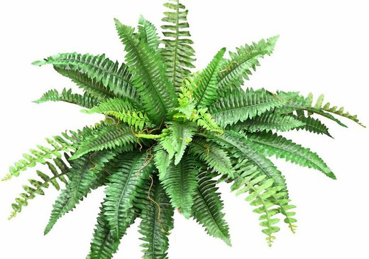 Artificial Ferns