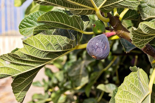Fig Ficus carica, variedade Brown Turkey
