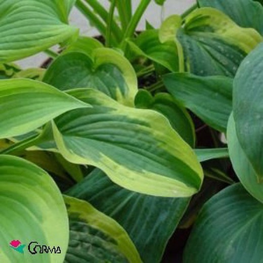 Hosta sieboldiana.