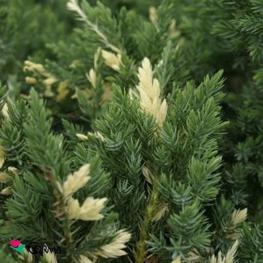 Juniperus chinensis 'expansa variegata'