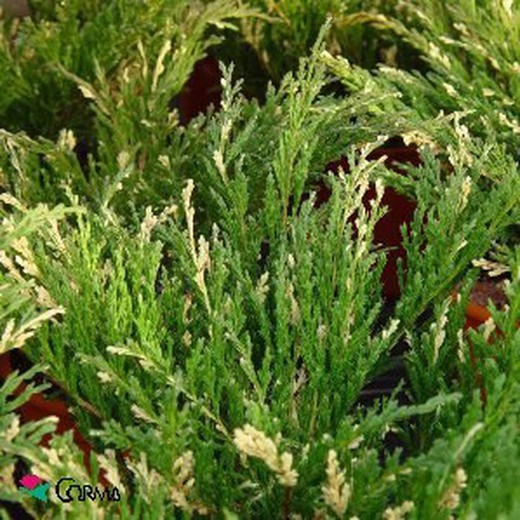 Juniperus horizontalis 'Andorre Variegata'