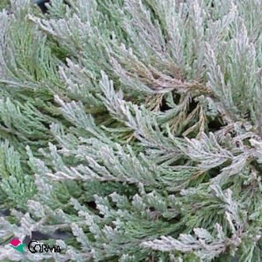 «Duveteux» Juniperus horizontalis Hauteur Pot 10L 40/60