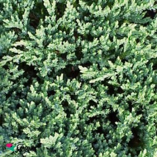 Juniperus horizontalis 'prince of wales'