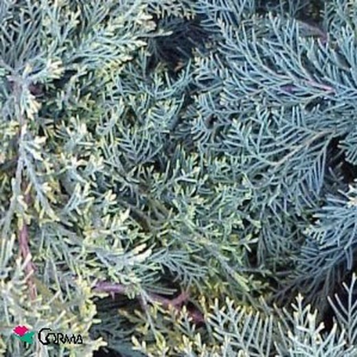 Juniperus x media 'pfitzeriana aurea »