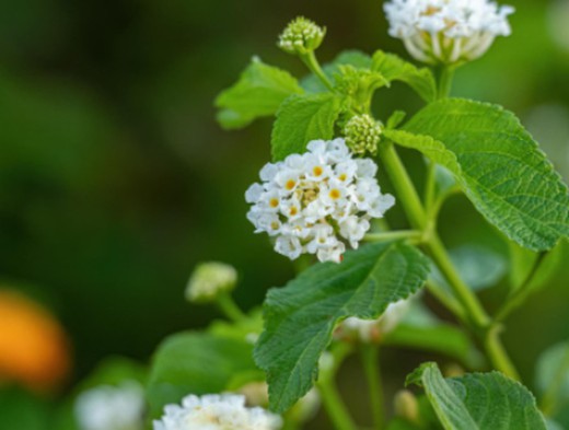 LANTANA CAMARA BLANCA