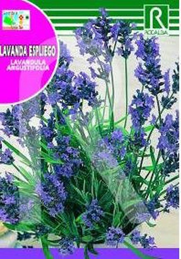 Lavender Lavender 1g