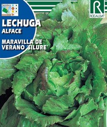 Summer Wonder Lettuce