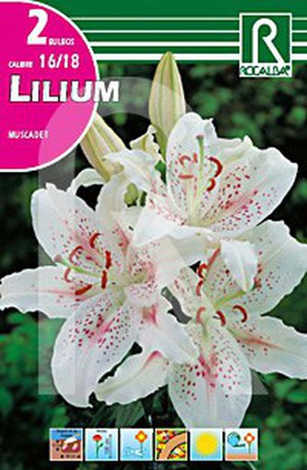 Lilium muscadet