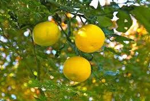 Limão anão - Citrus junos yuzu
