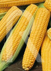 Golden Bantam Corn 10g