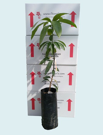 Plante en pot de mangue