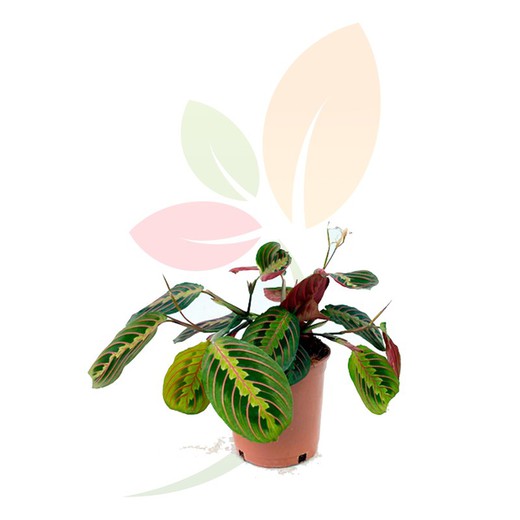 Maranta leuconera detta la pianta della preghiera