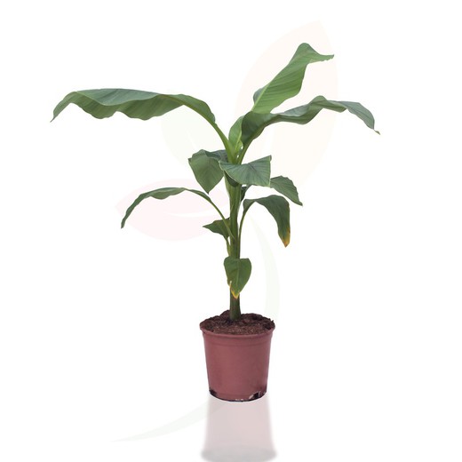 Musa Basjoo oder japanischer Bananenbaum