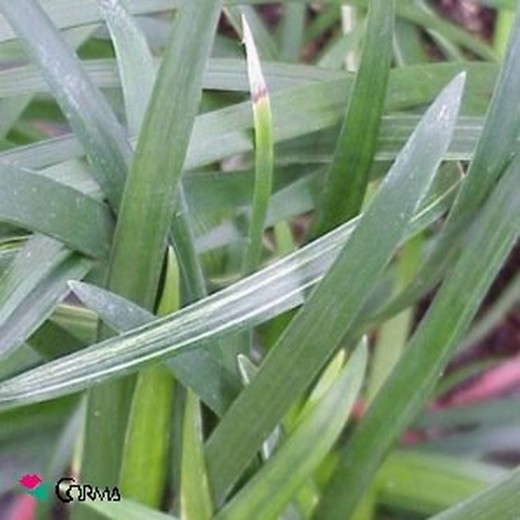 Ophiopogon jaburan