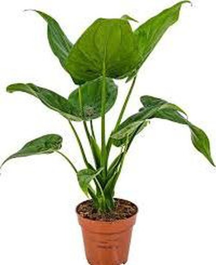 Elephant ear (Alocasia cucullata)