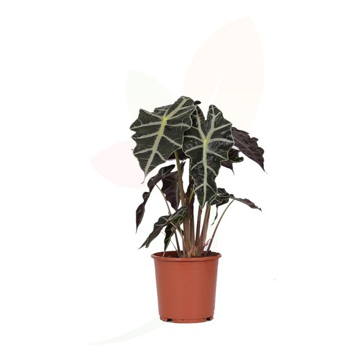 Elefantenohr (Alocasia polly) Zimmerpflanze