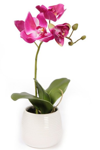 Orchidées et accessoires