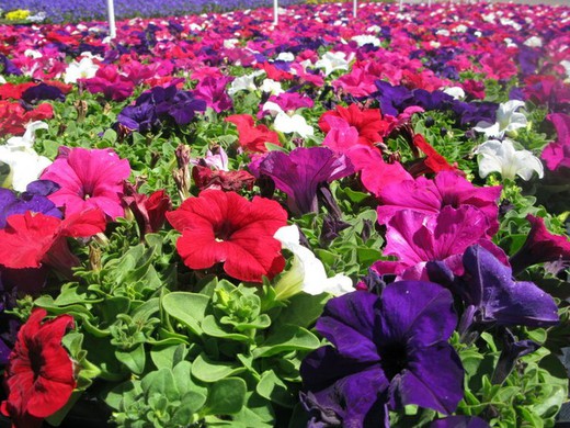 Petunia grandiflora