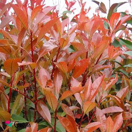 Photinia x fraseri 'robin rosso'