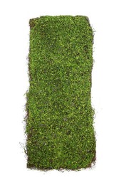 Placa Dichondra artificial