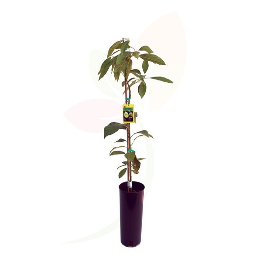Planta de abacate, Persea americana