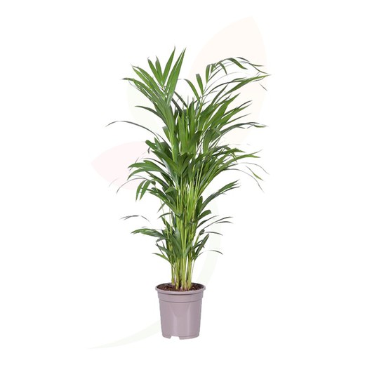 Areca lutecens houseplant