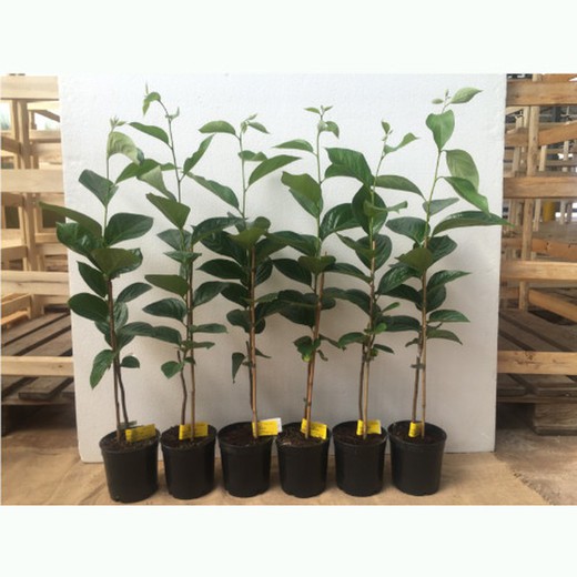 Nicht adstringierende Kaki-Jiro Pflanze 50/60cm
