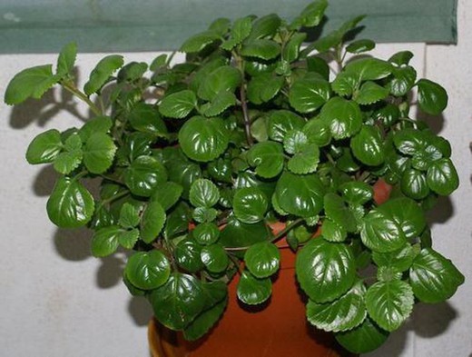 Money plant