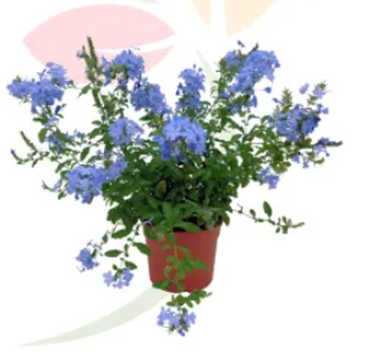 Buisson de Plumbago capensis auriculata bleu