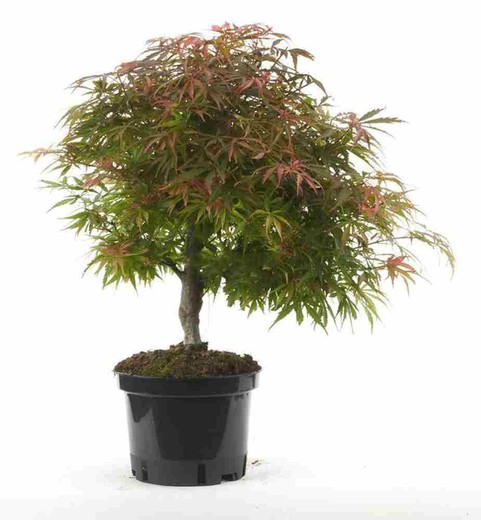 Prebonsái Acer Palmatum. Arce japonés palmeado