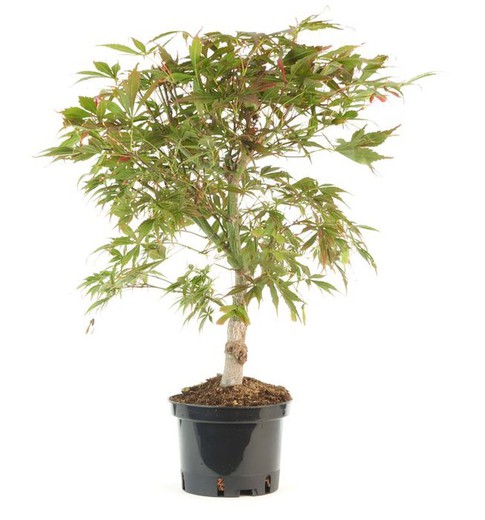 Prébonsaï Acer Palmatum. Érable du Japon palmé