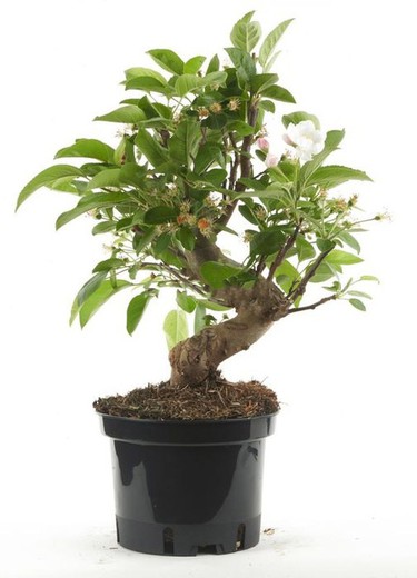 Prebonsai Malus. Apfelbaum