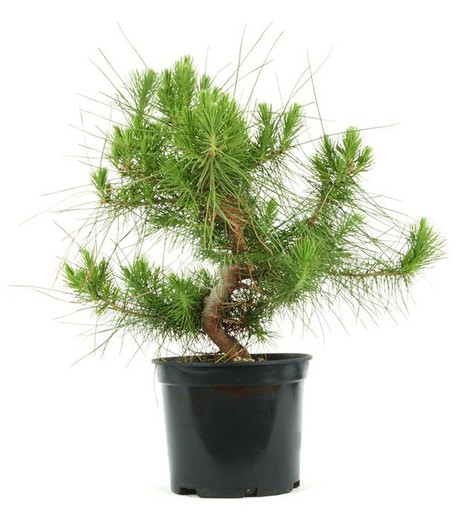 Prebonsai Pinus. Pine tree