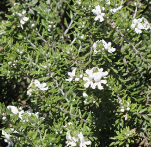 Australischer Rosmarin - Westringia