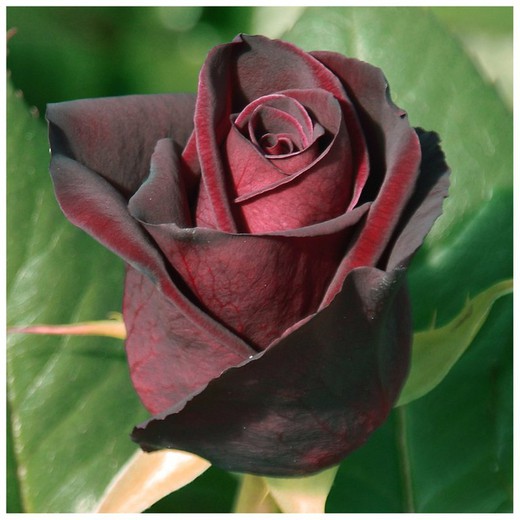 Rosal arbustivo BLACK BACCARA