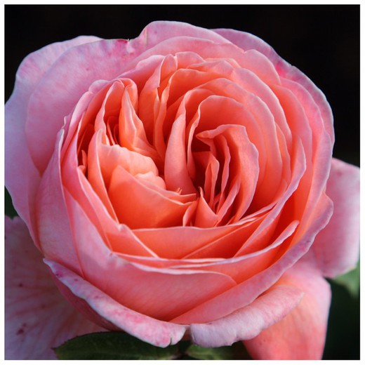 Shrub rose bush Mademoiselle MEILLAND